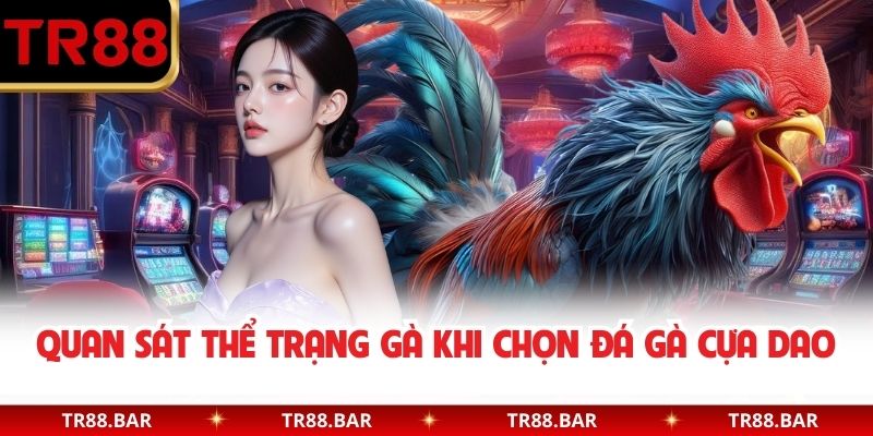 Quan sát thể trạng gà khi chọn đá gà cựa dao